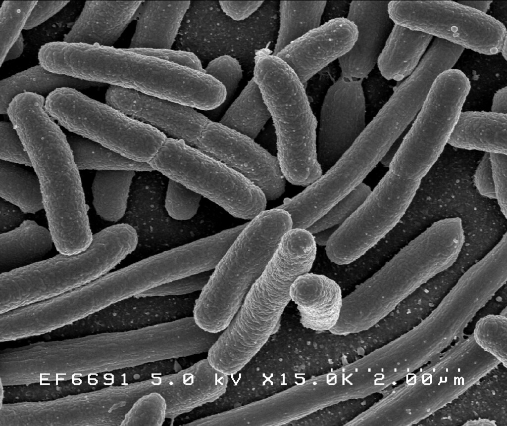 Escherichia coli nairatag