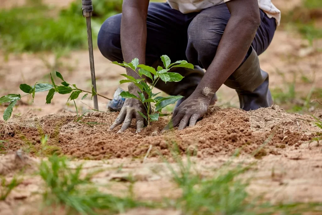 Katsina Begins Planting Trees to Solve Climate Change