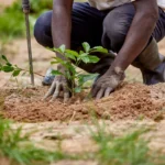 Katsina Begins Planting Trees to Solve Climate Change