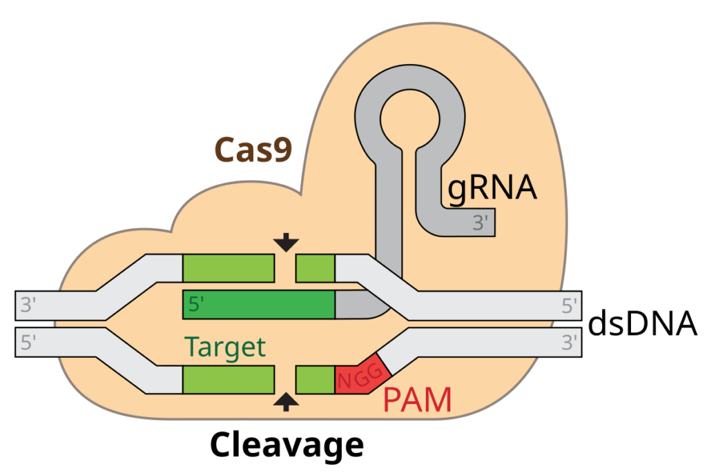 Role of CRISPR technology in gene editing